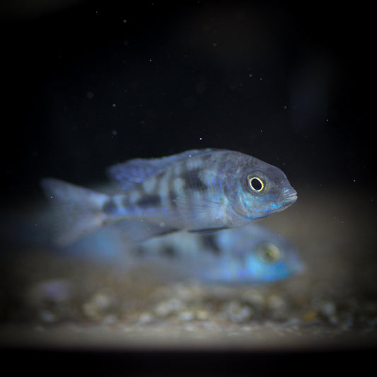 Blue Dolphin Cichlid (Cyrtocara moorii)