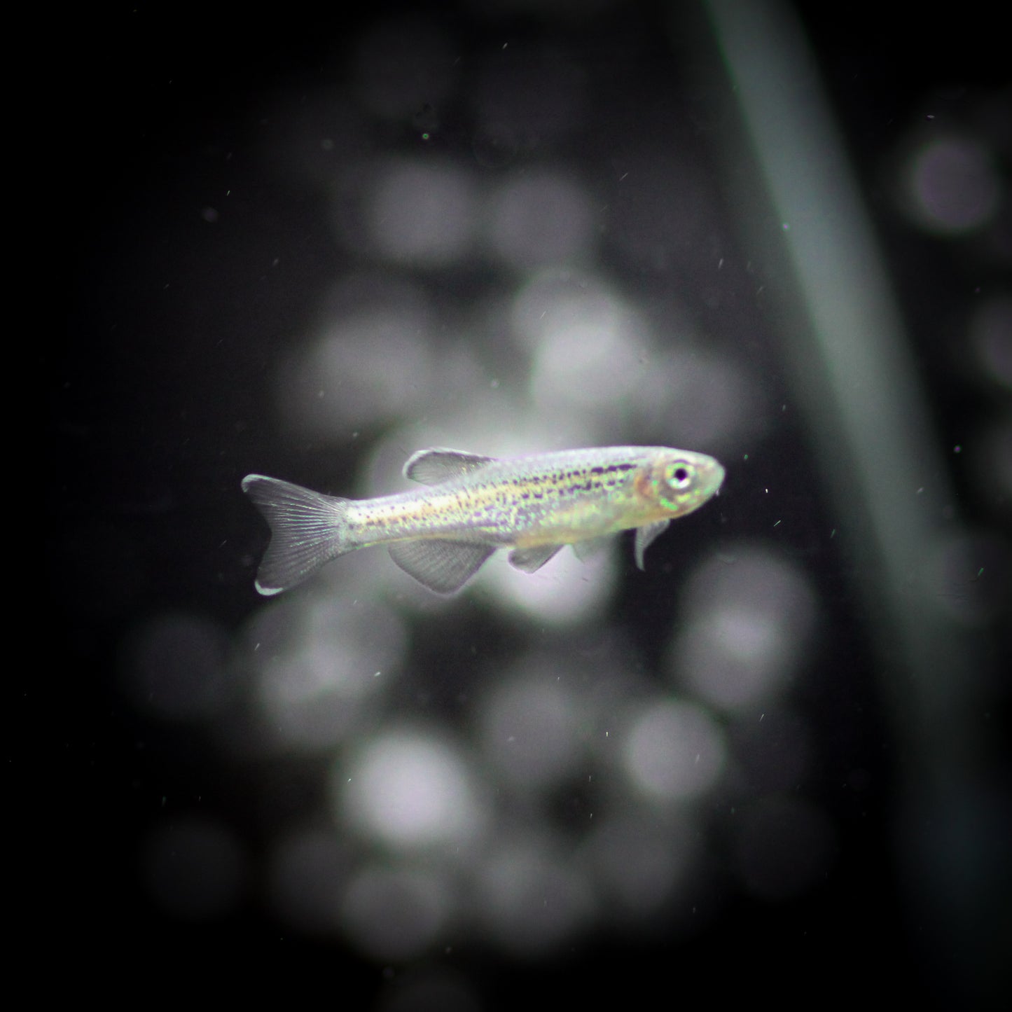 Blue Longfin Danio
