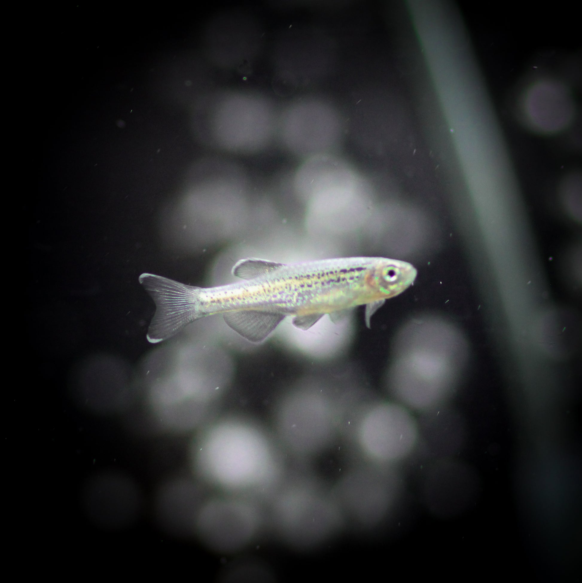 Blue Longfin Danio