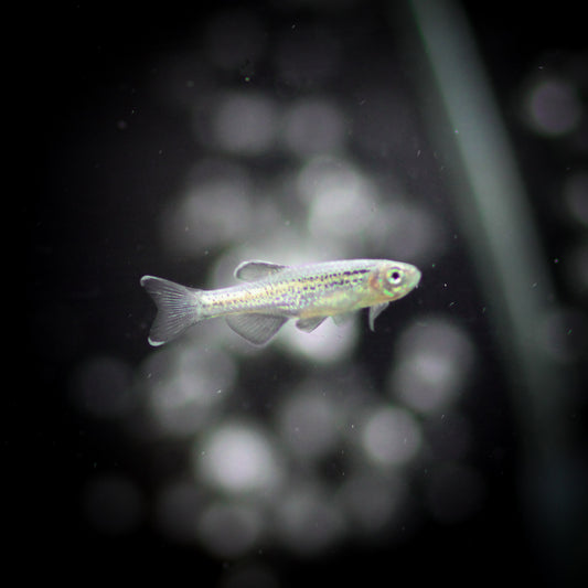 Blue Longfin Danio