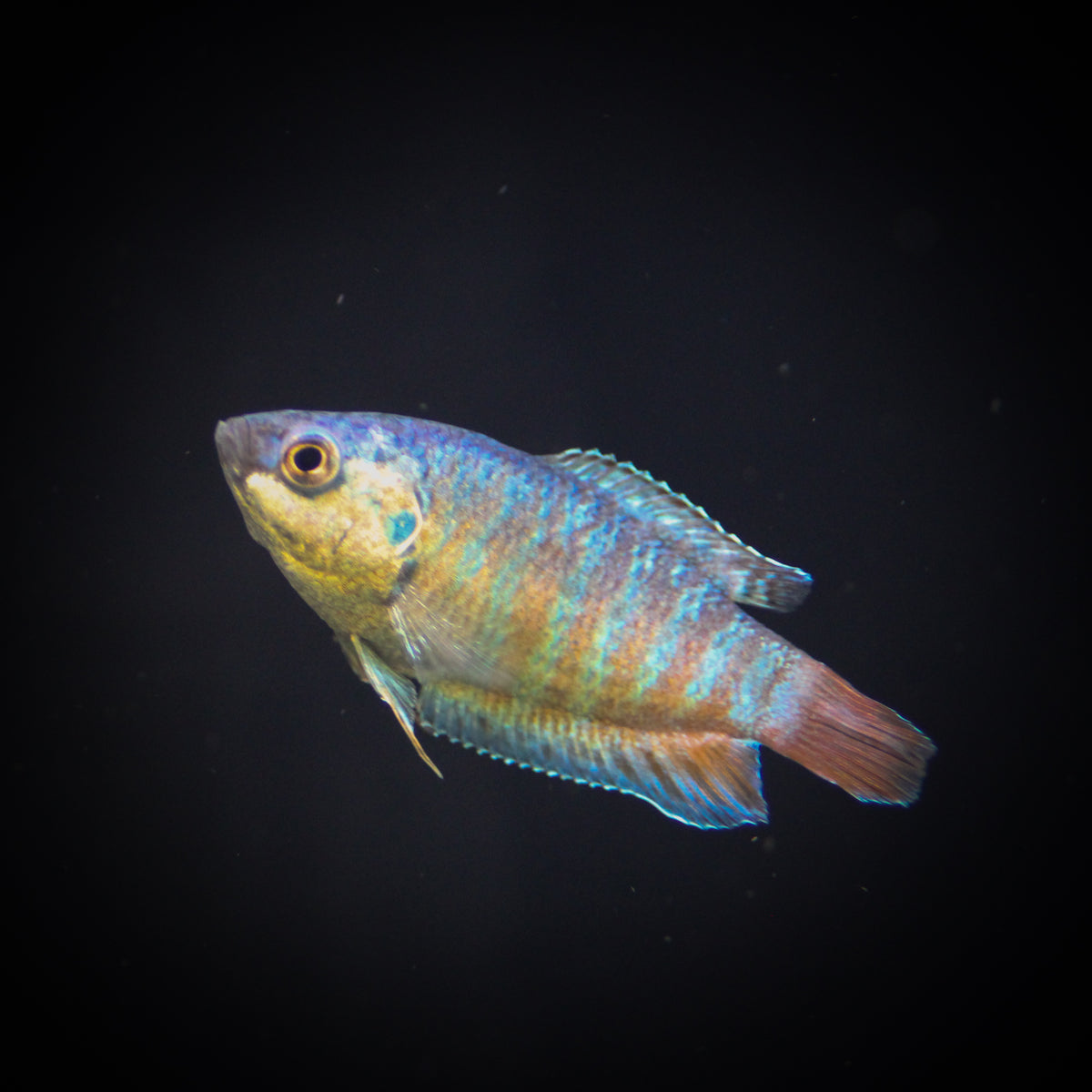 Blue Paradise Gourami