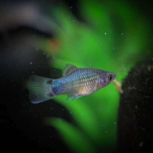 Blue Platy
