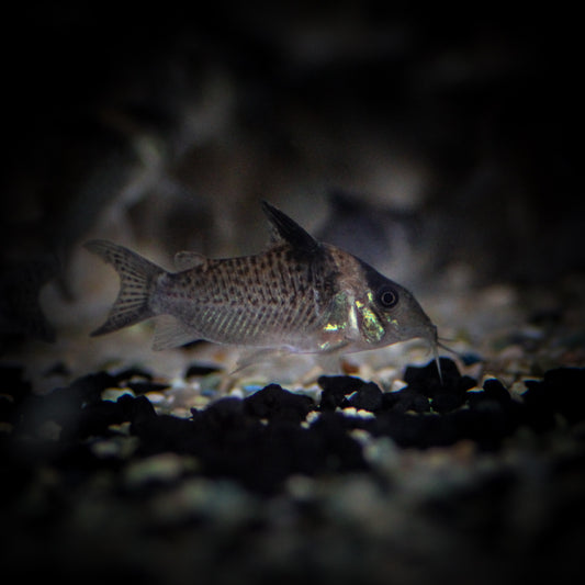 Blue Spotted Corydoras (Corydoras Melanistius)