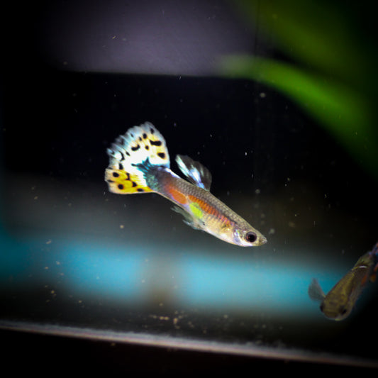 Blue Variegated Delta Guppy