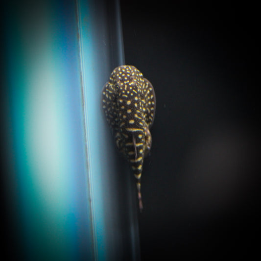 Borneo Loach