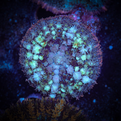 Bounce Type Rainbow Rhodactis Mushroom