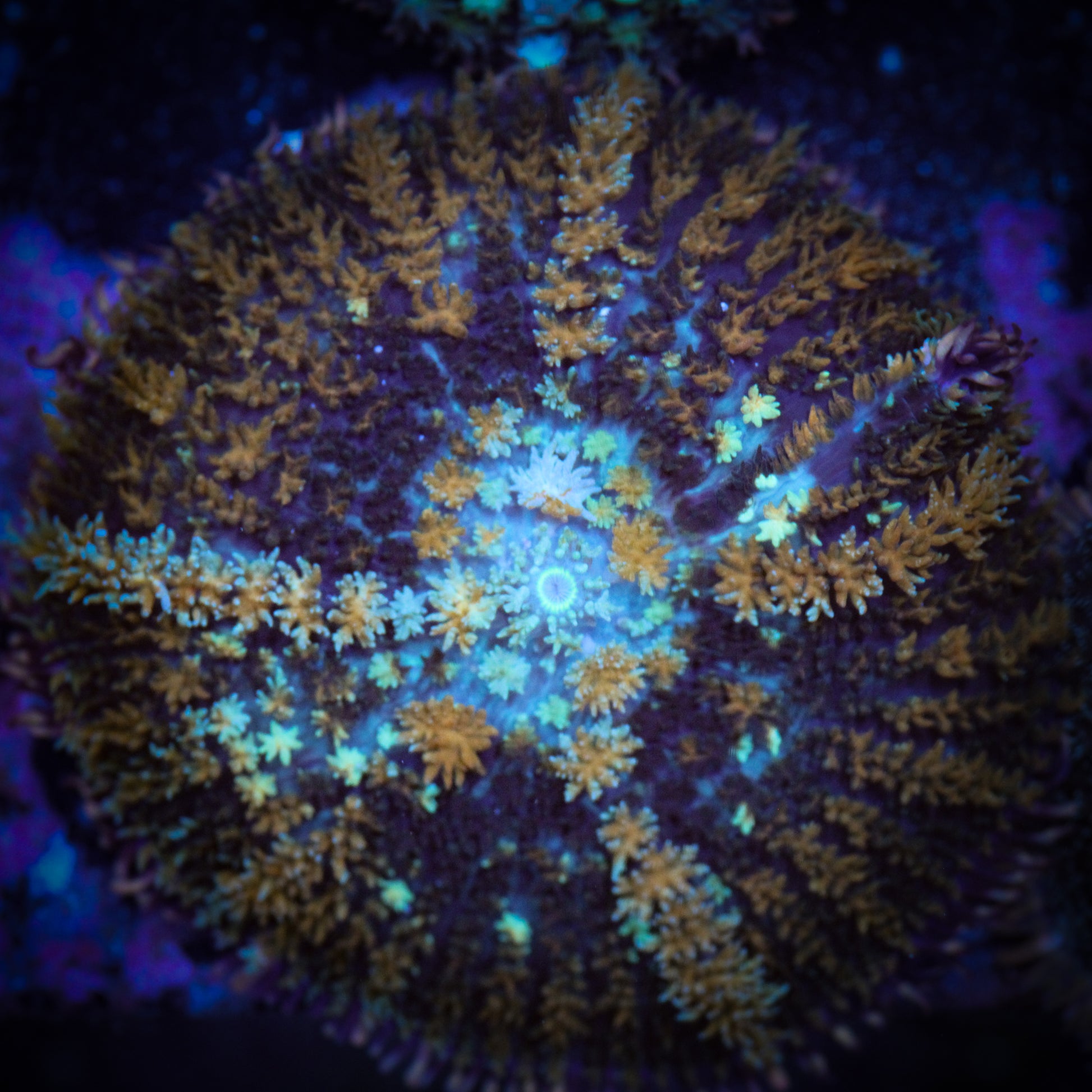 Bounce Type Rainbow Rhodactis Mushroom