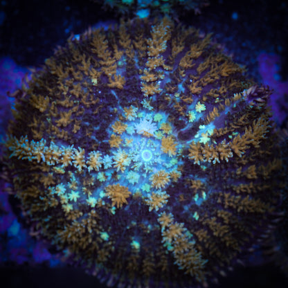 Bounce Type Rainbow Rhodactis Mushroom