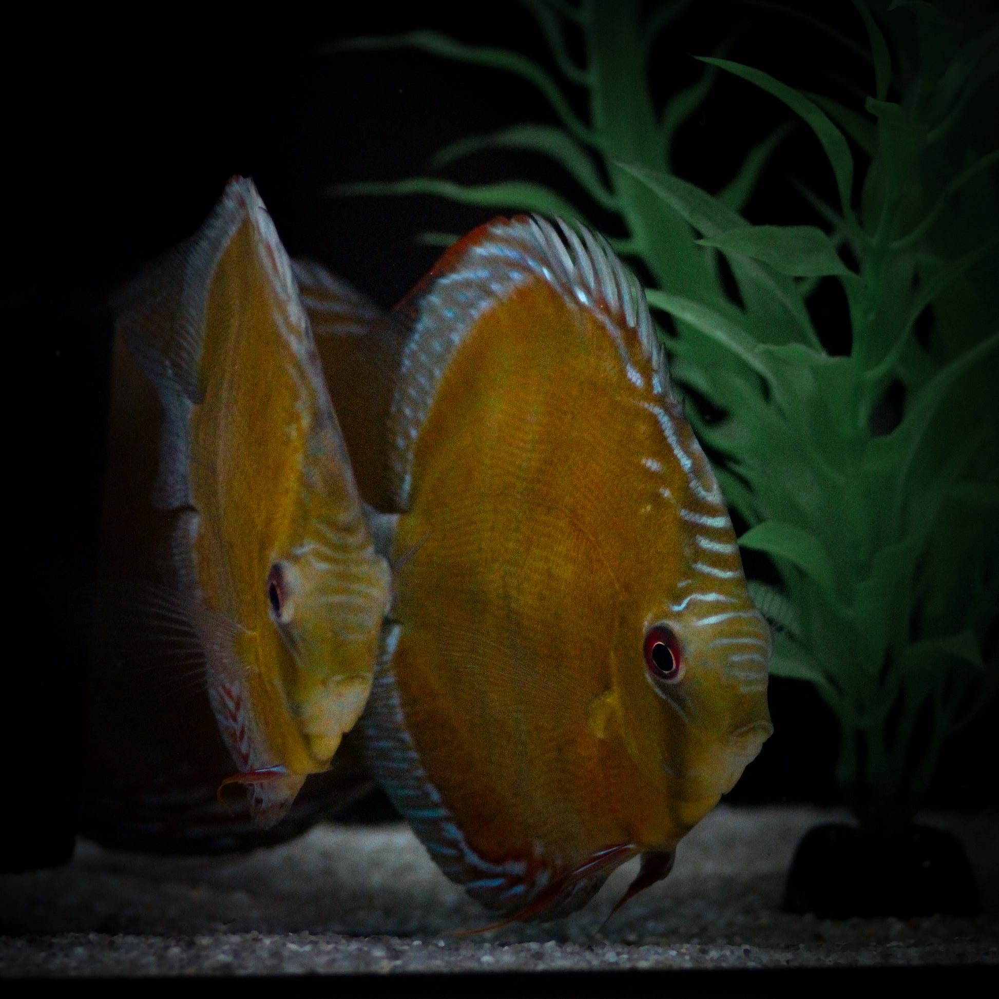 Brazillian Orange Paraconi Discus (Symphysodon Sp.)