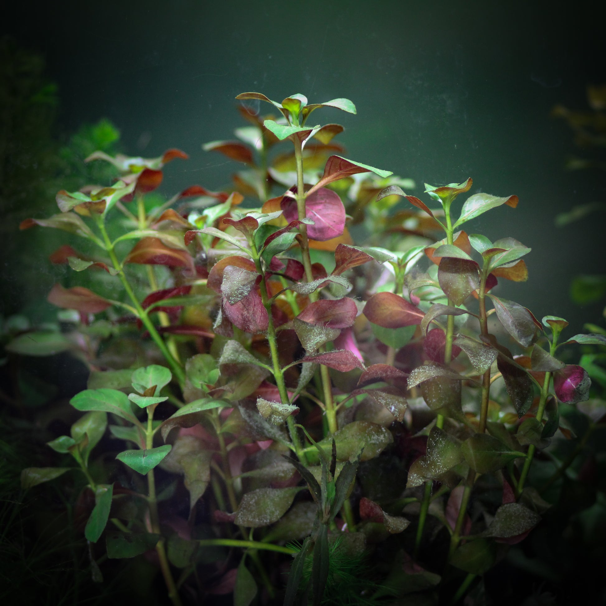 Broad Leaf Ludwigia (Ludwigia Repens)
