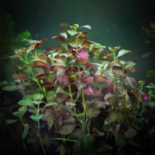 Broad Leaf Ludwigia (Ludwigia Repens)