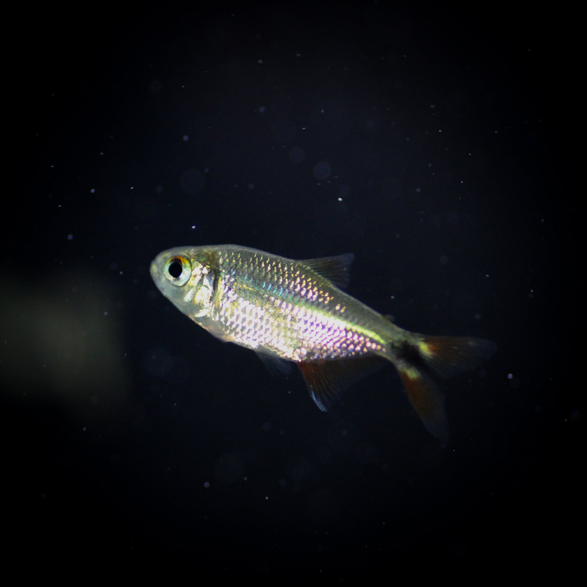 Buenos Aires Tetra (Psalidodon anisitsi)