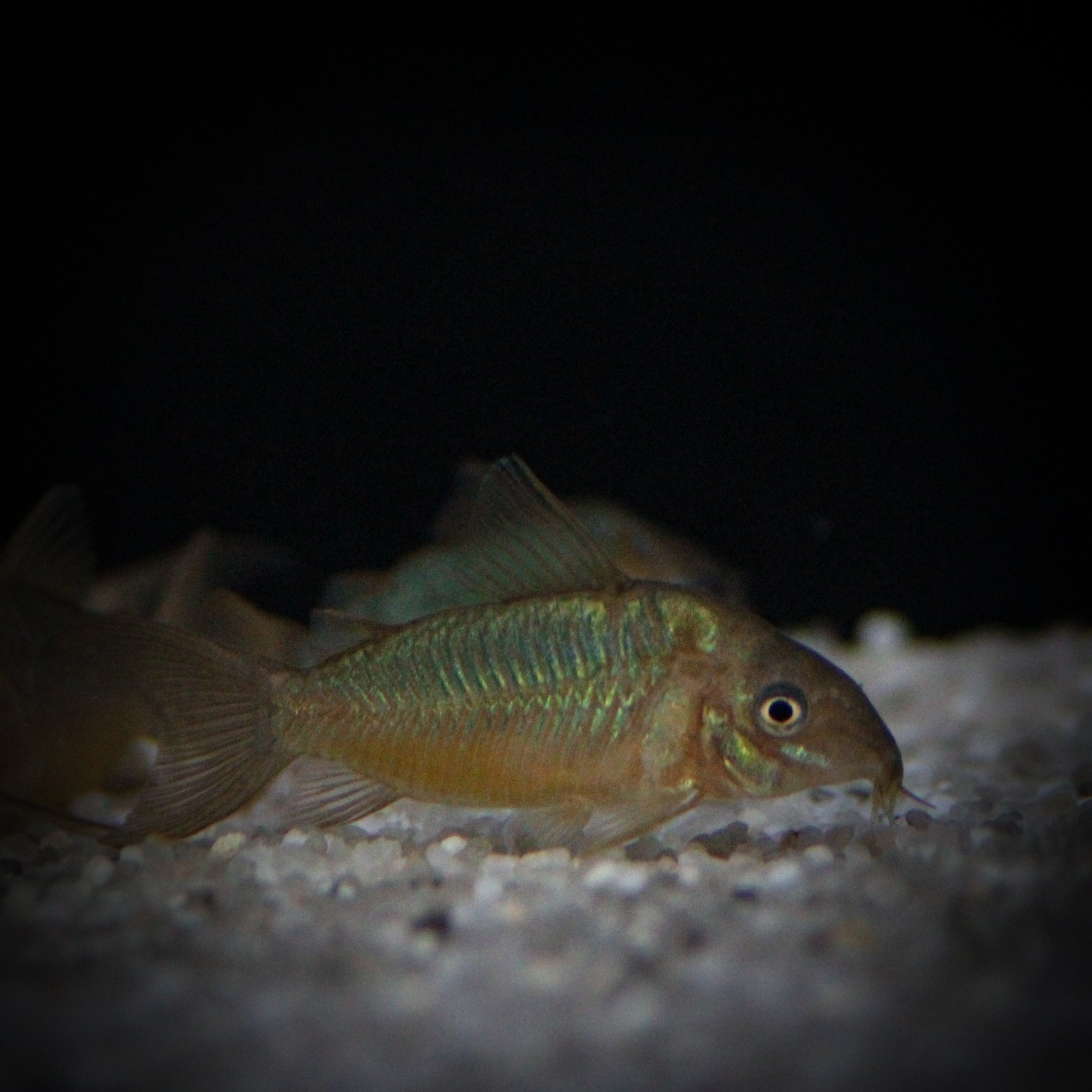 C-005 Pantanal Corydoras (Corydoras Pantanalensis)