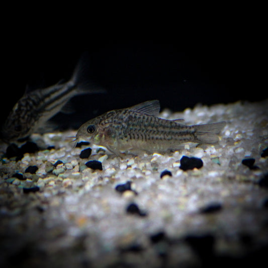 C-123 Yellow Fin Corydoras (Corydoras Sp.)