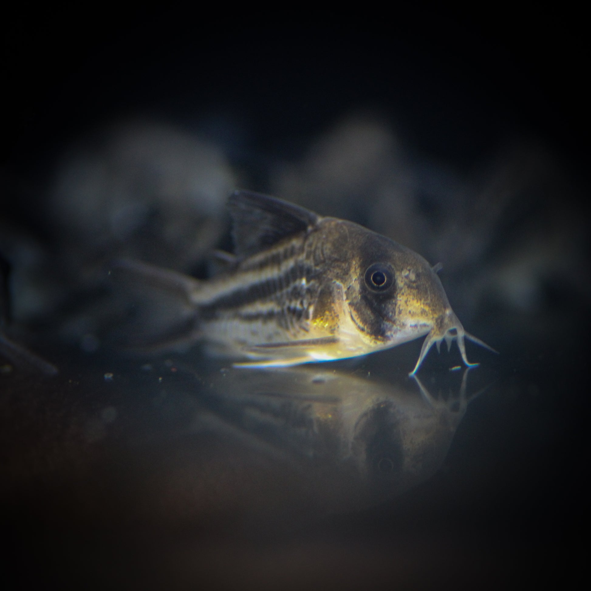 C003 Deckeri Corydoras (Hoplisoma sp.)