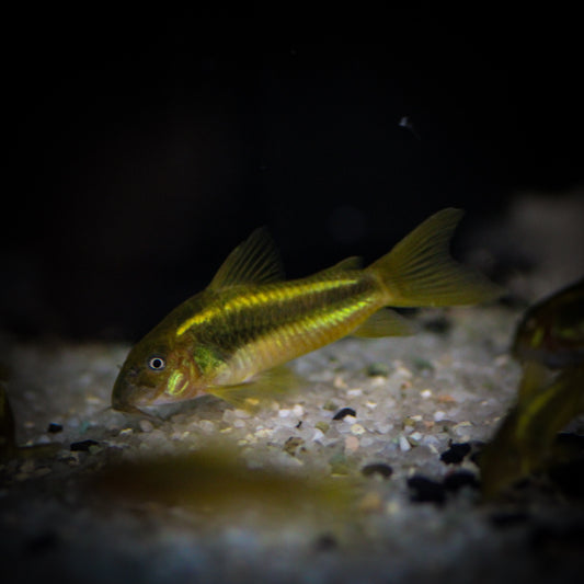 CW-009 Green Laser Corydoras (Corydoras Sp.)