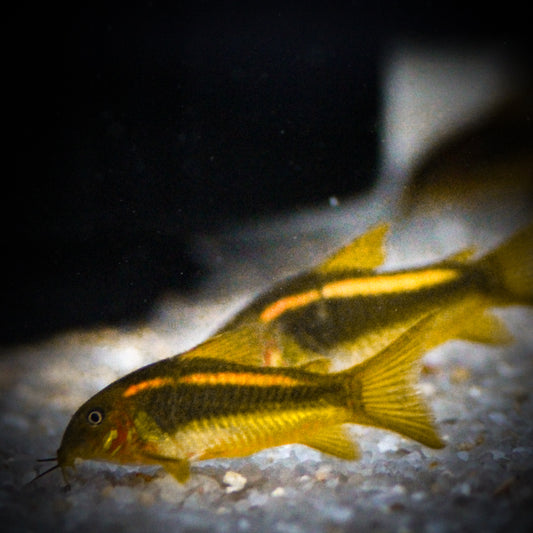 CW-010 Orange Laser Corydoras (Corydoras Sp.)