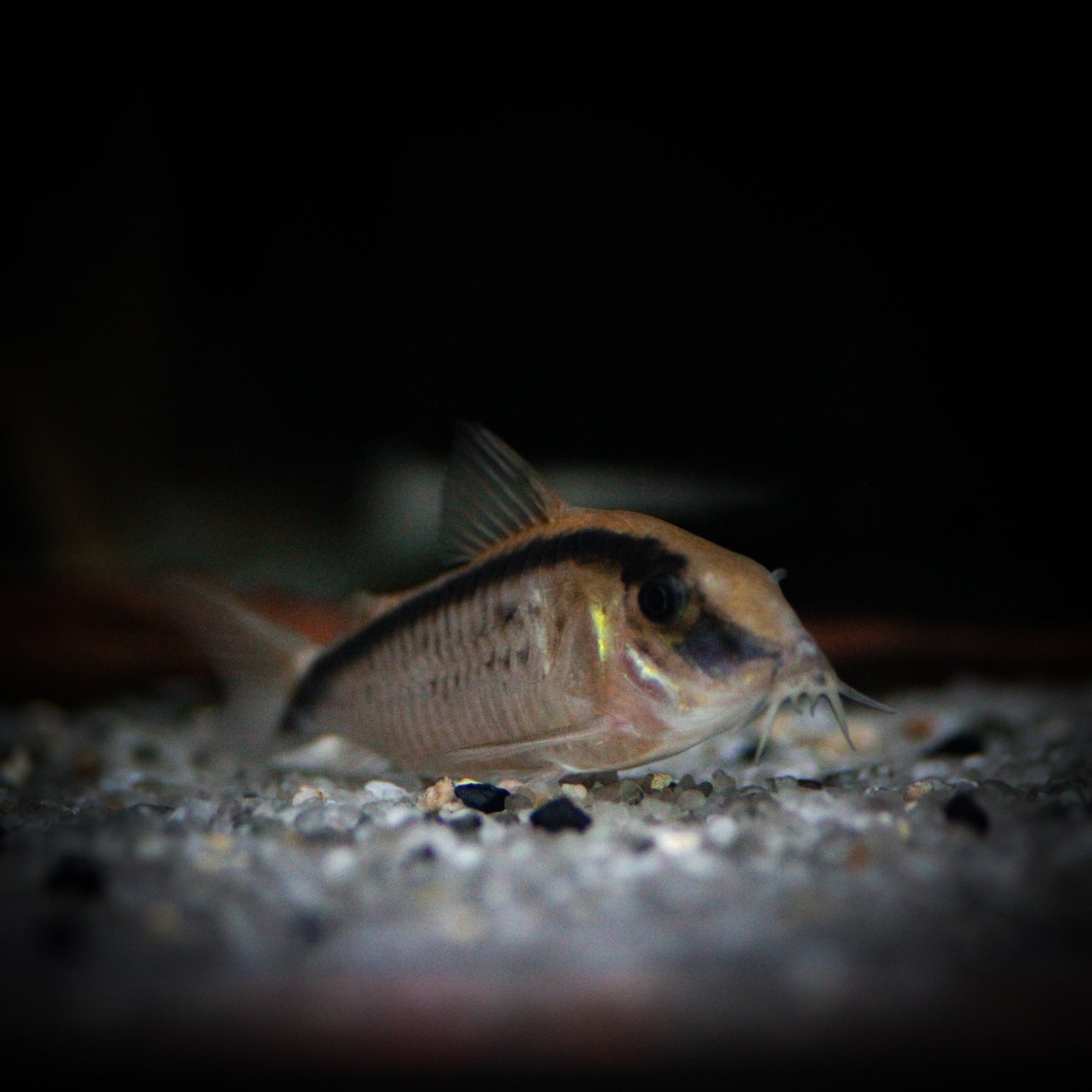 CW-036 Super Arcuatus Corydoras (Corydoras Arcuatus)