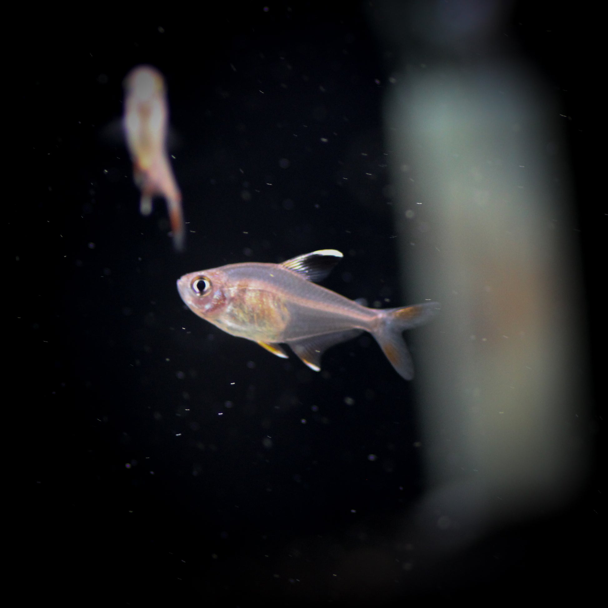 Candy Cane Tetra (Hyphessobrycon rosaceus)