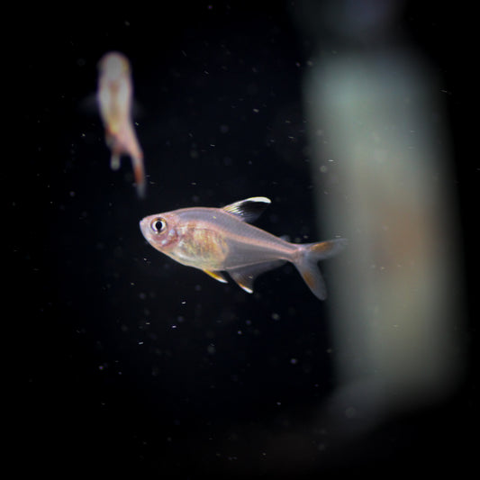 Candy Cane Tetra (Hyphessobrycon rosaceus)