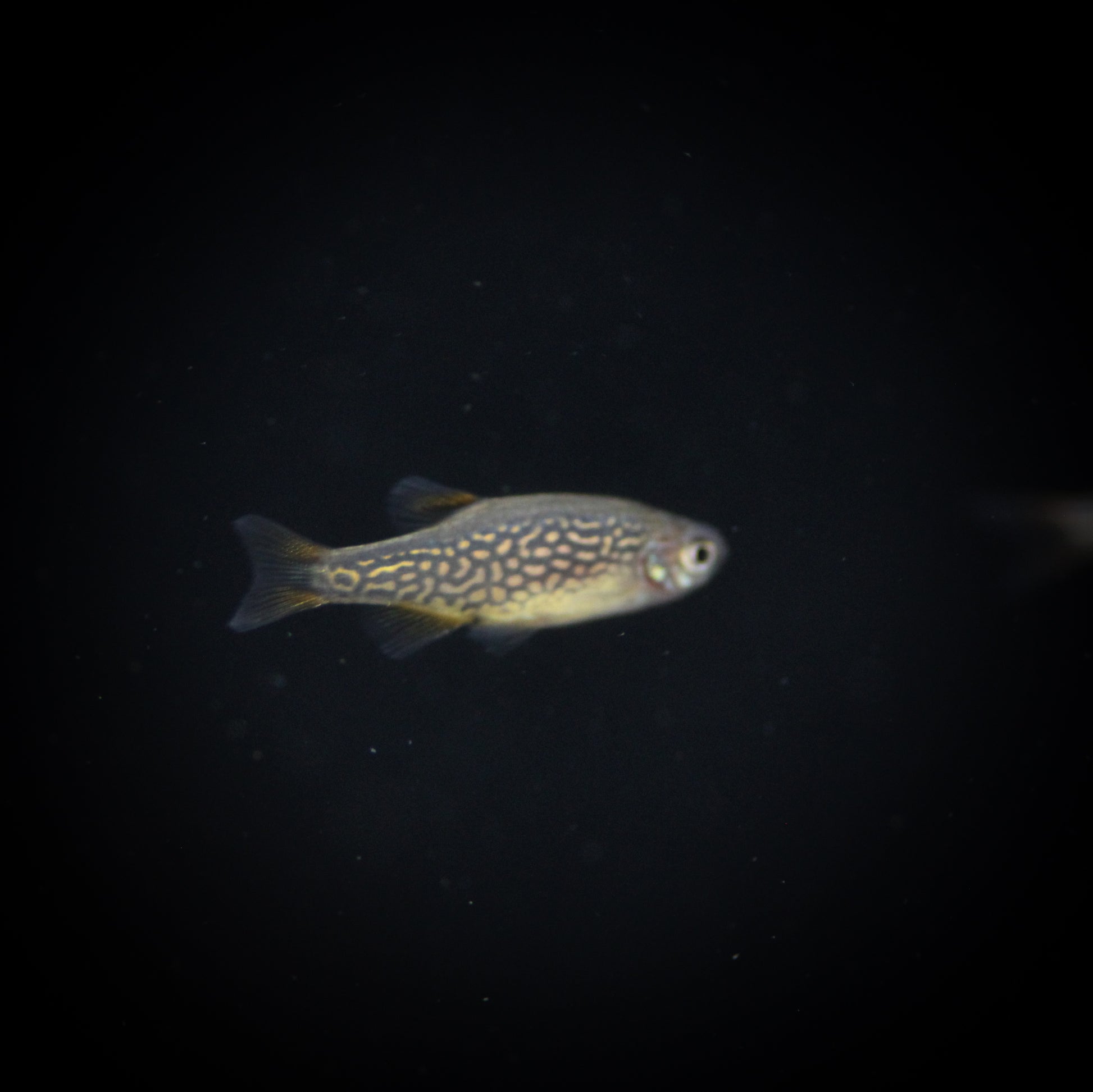 Celestial Pearl Danio