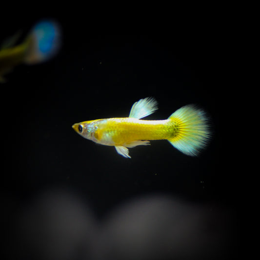 Champagne Jam Guppy
