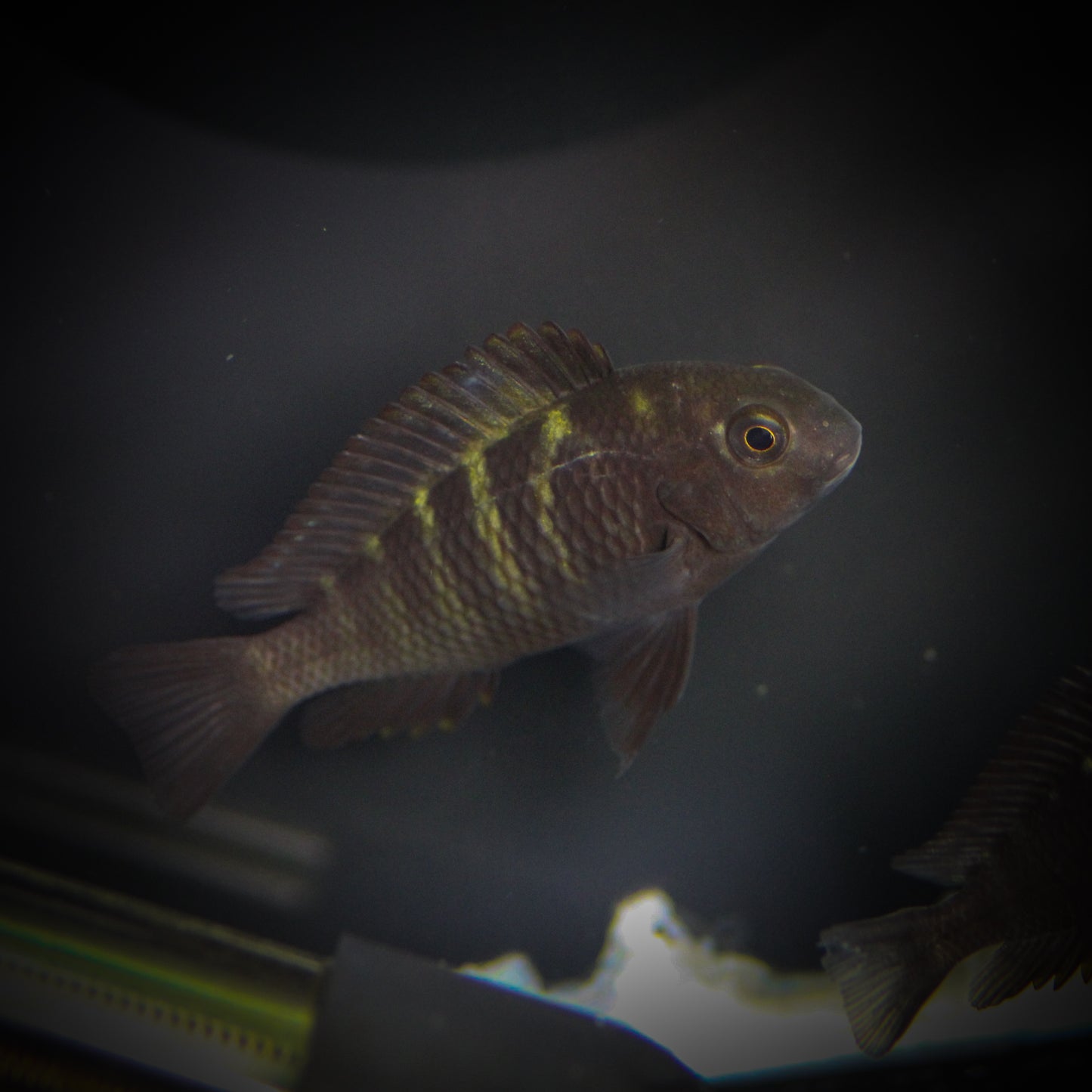 Cherry Spot "Bulu Point" Tropheus (Tropheus moorii)
