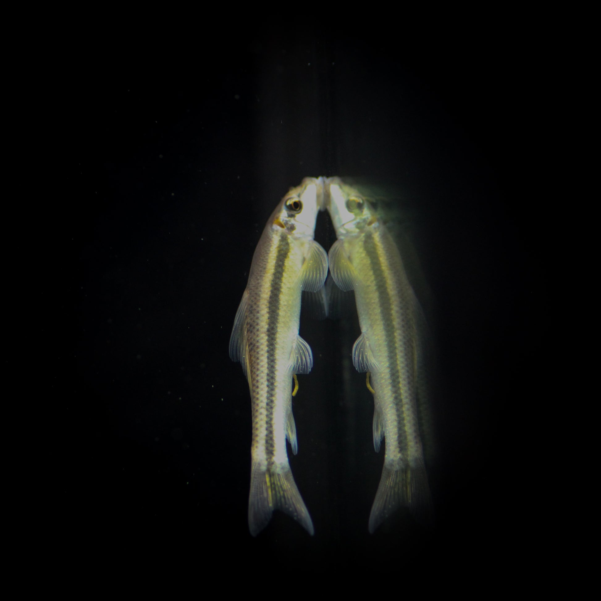 Chinese Algae Eater