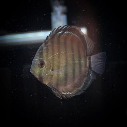 Colombian Blue/Green Discus (Symphysodon Sp.)