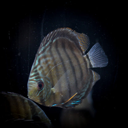 Colombian Blue/Green Discus (Symphysodon Sp.)