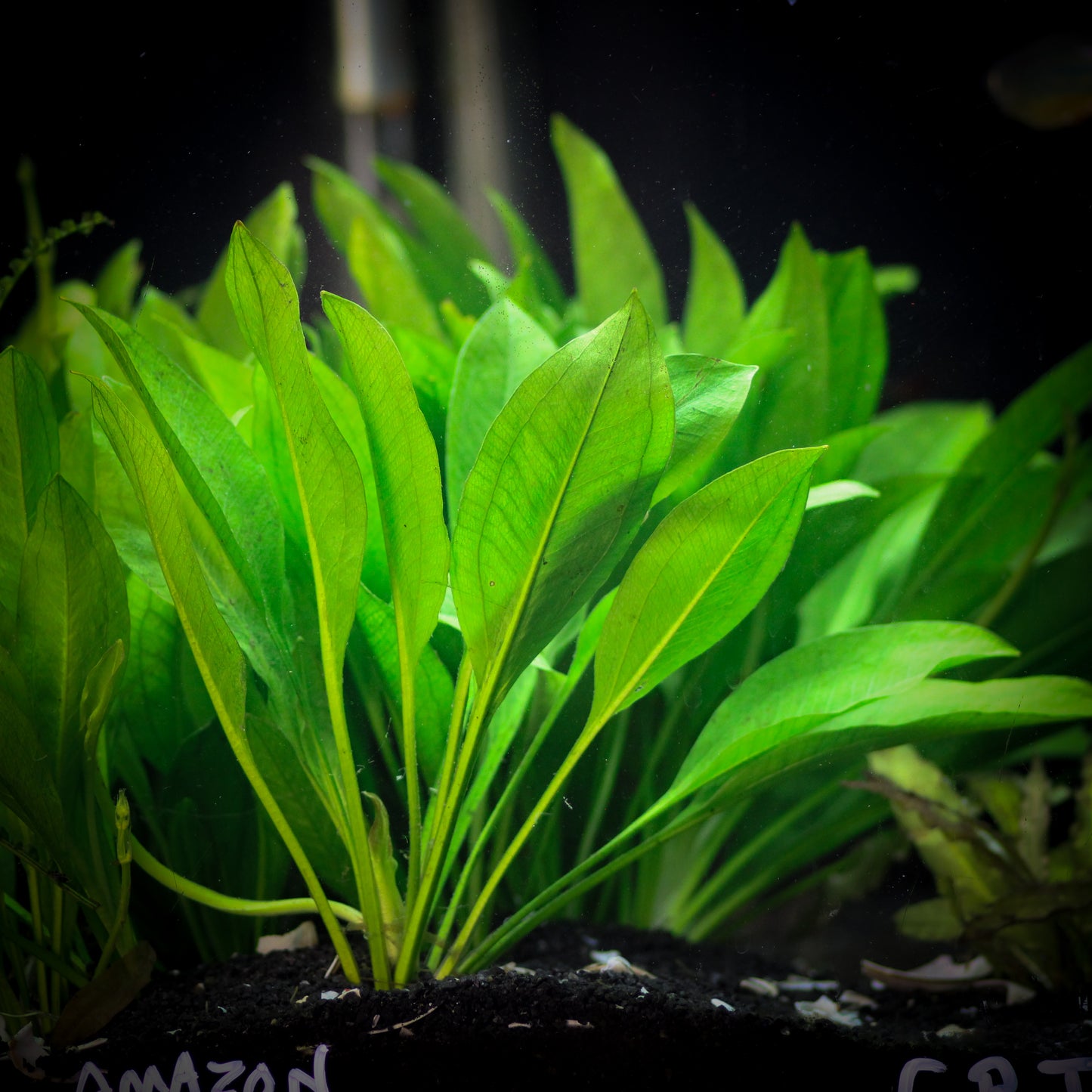 Compacta Amazon Sword (Echinodorus Bleheri)