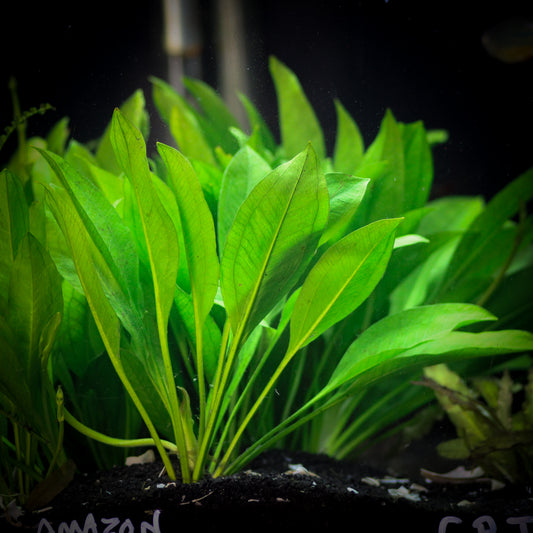 Compacta Amazon Sword (Echinodorus Bleheri)