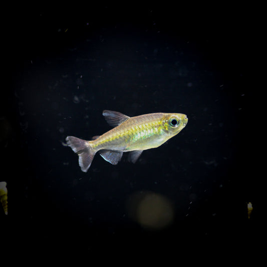 Congo Tetra
