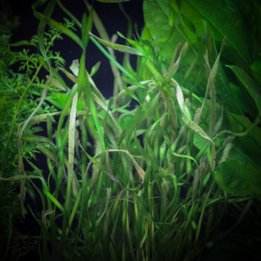 Contortion Val (Vallisneria Asiatica)