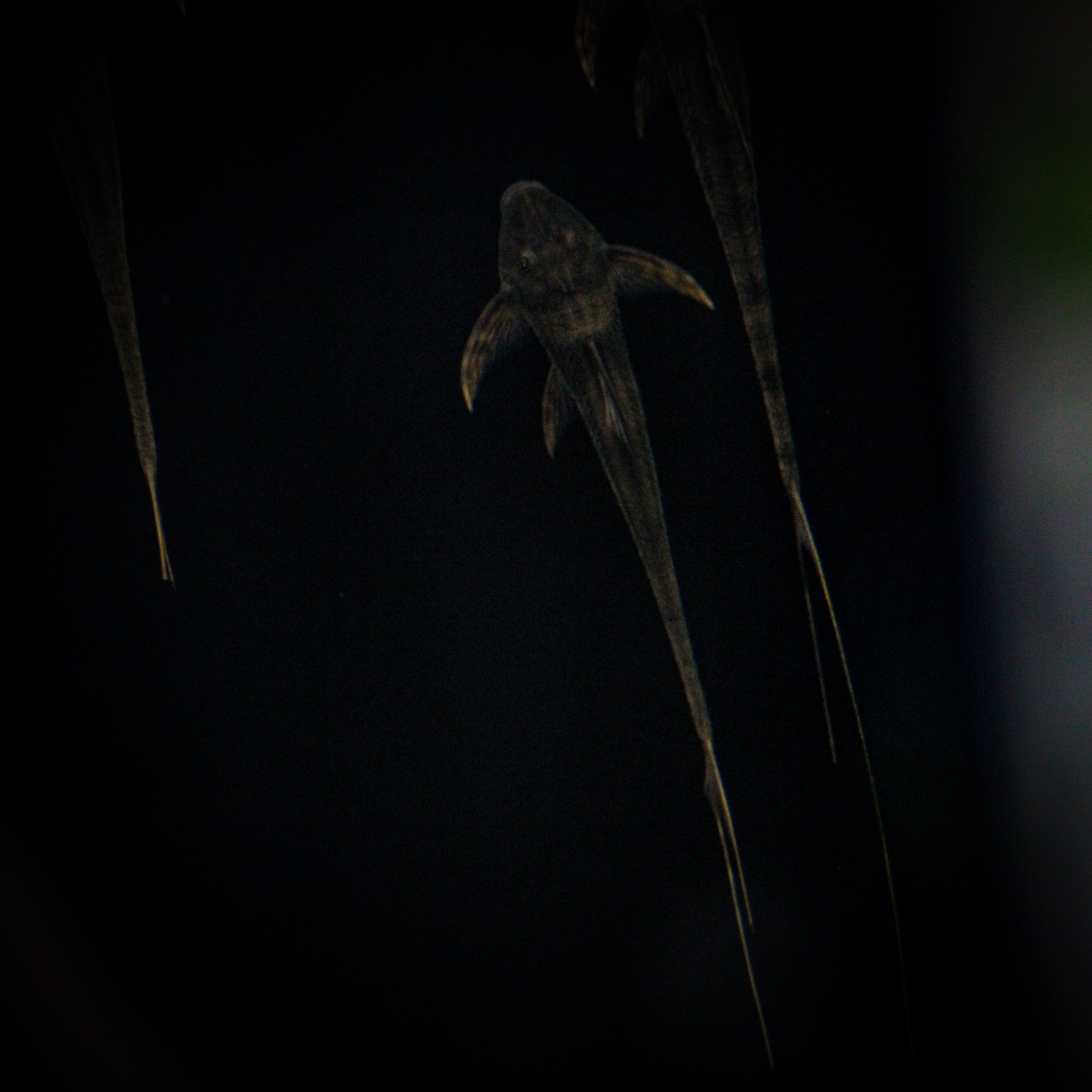 Cowboy Whiptail Catfish (Lamontichthys Llanero)