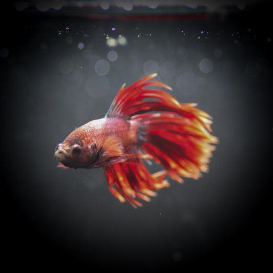 Crowntail BettaM