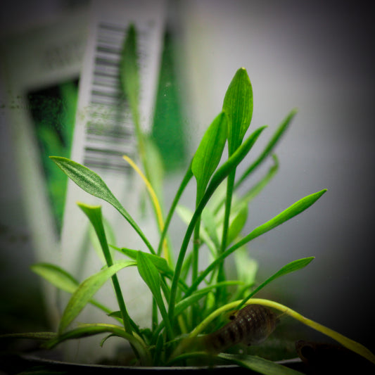 Crypt Parva (Cryptocoryne Parva)