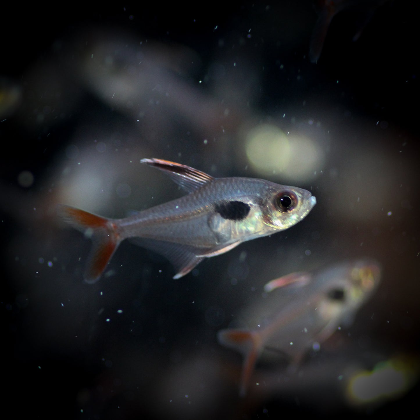 Crystal Rosy Tetra (Hyphessobrycon epicharis)