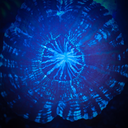 Cynarina Coral