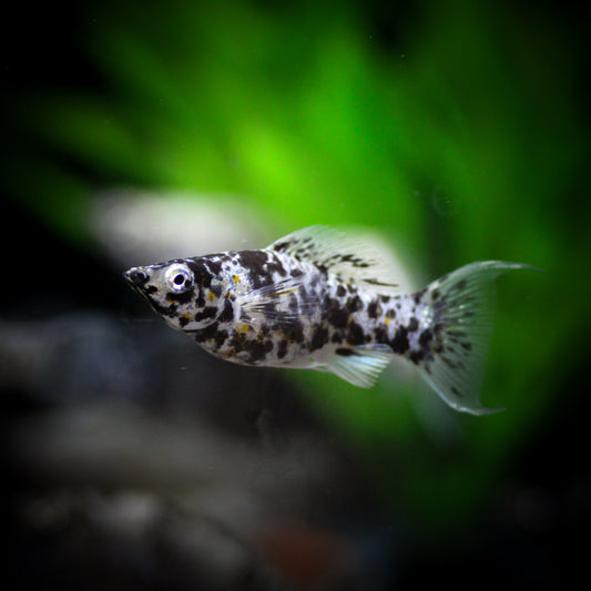 Dalmatian Molly