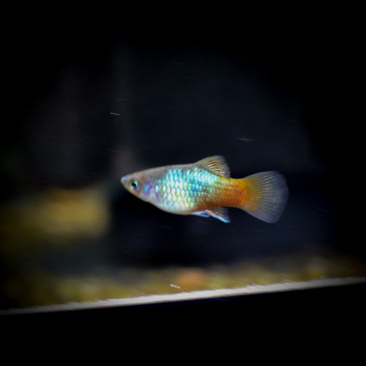 Dawn Platy