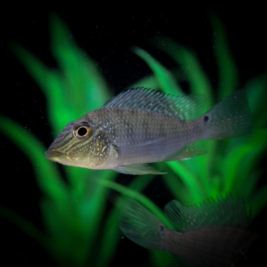 Demon Eartheater (Satanoperca Daemon)