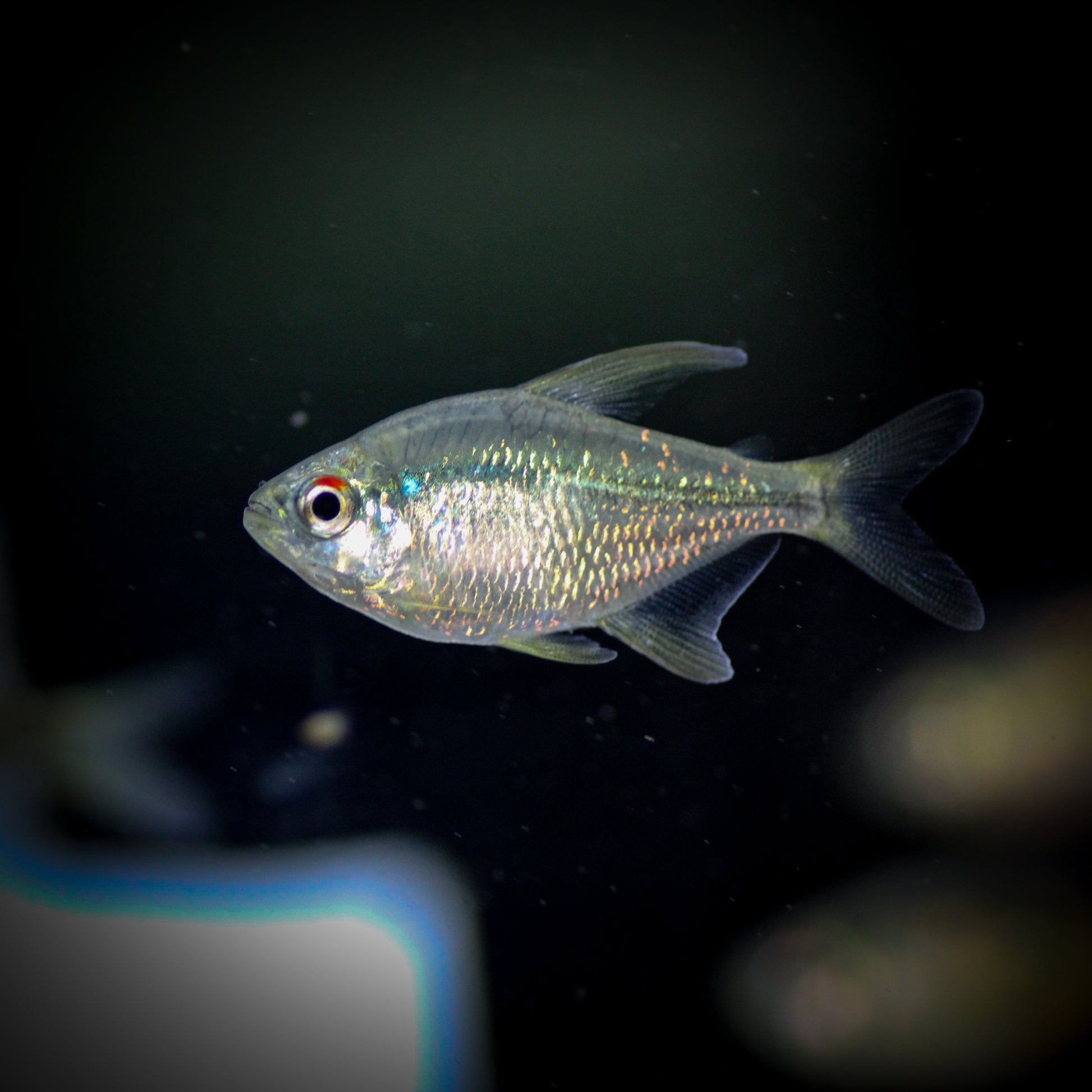Diamond Tetra