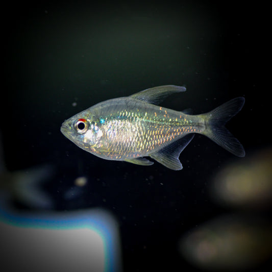 Diamond Tetra