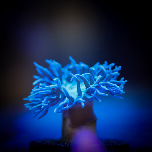 Duncan Coral