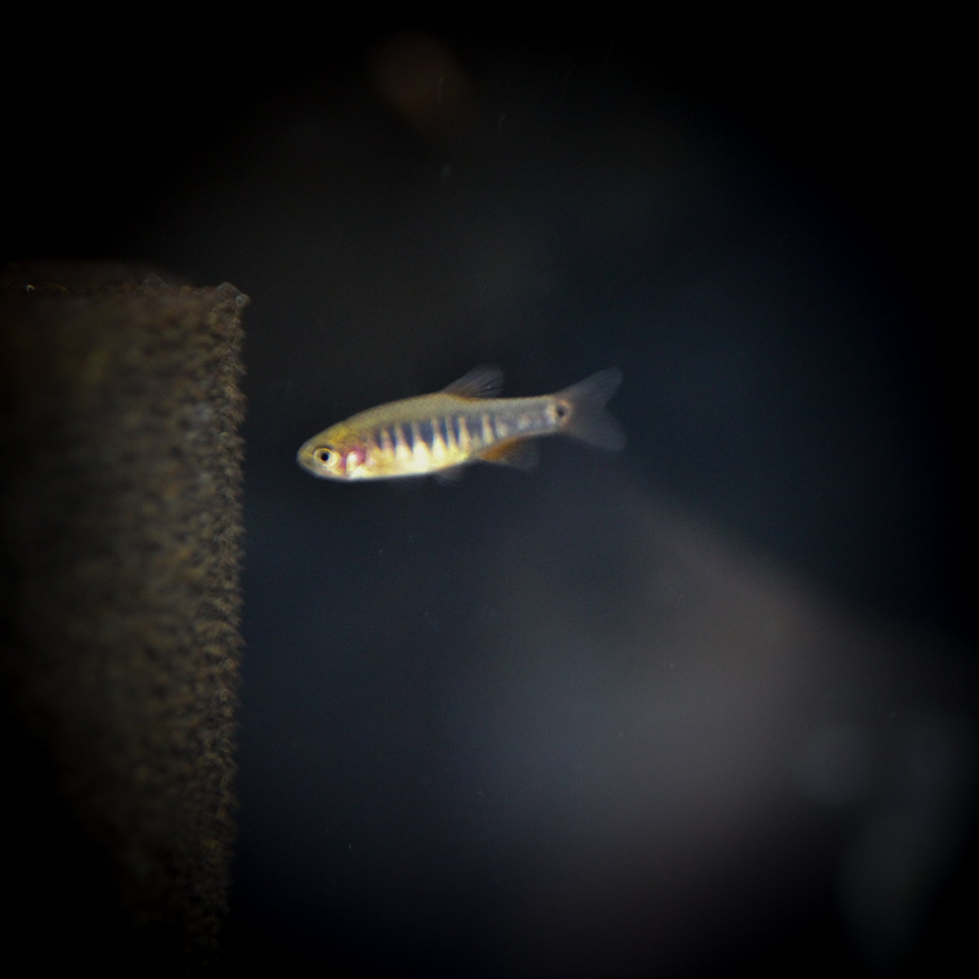 Dwarf Emerald Rasbora