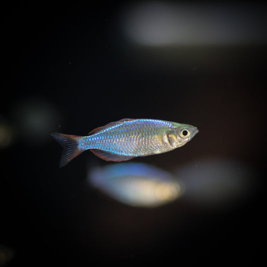 Dwarf Neon Rainbowfish (Melanotaenia praecox)