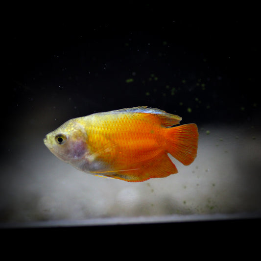 Dwarf Royal Red Neon GouramiM