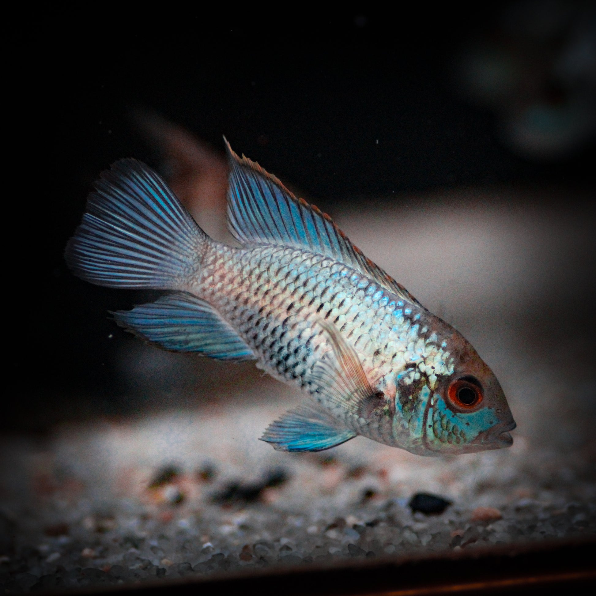 Electric Blue Acara