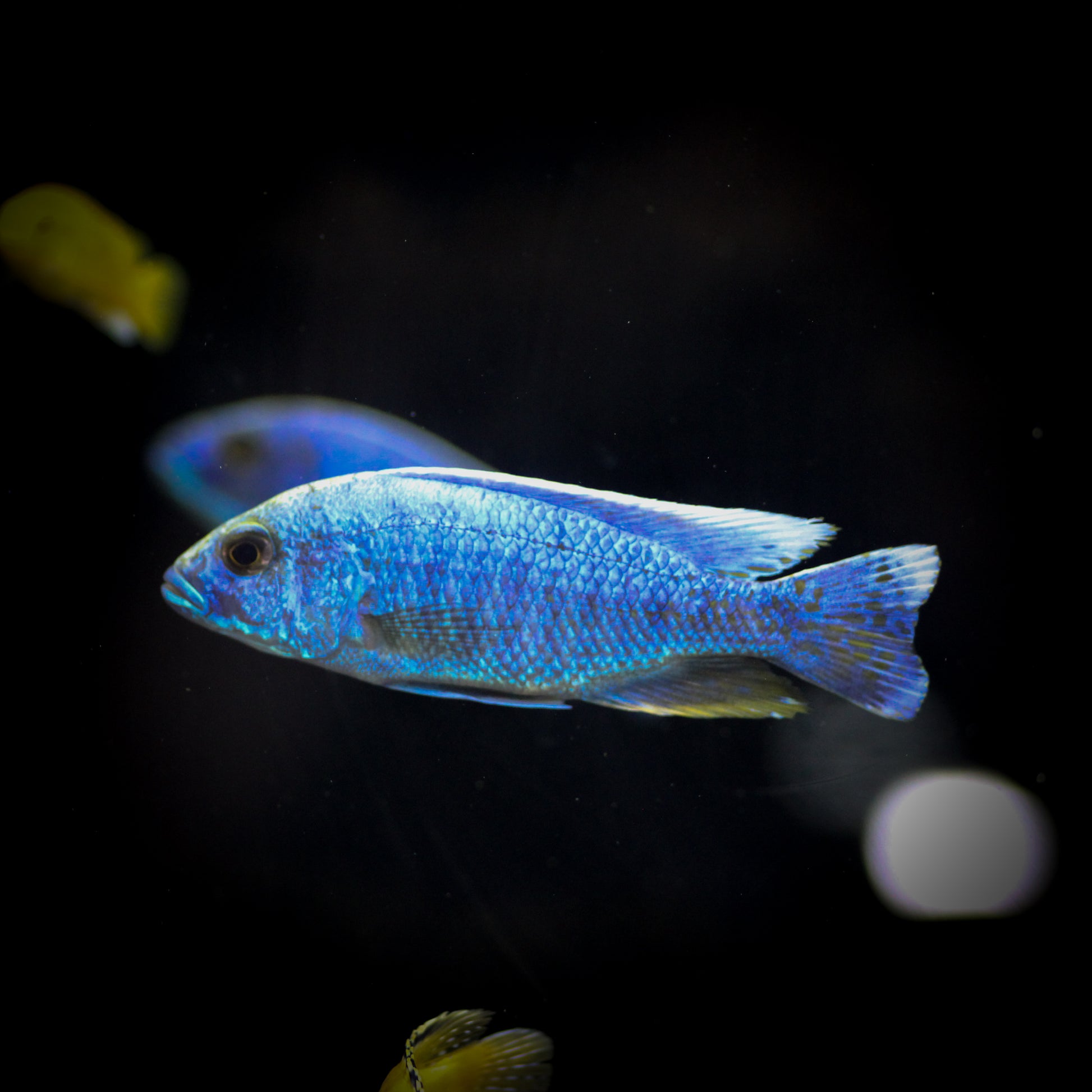 Electric Blue Ahli Peacock Cichlid